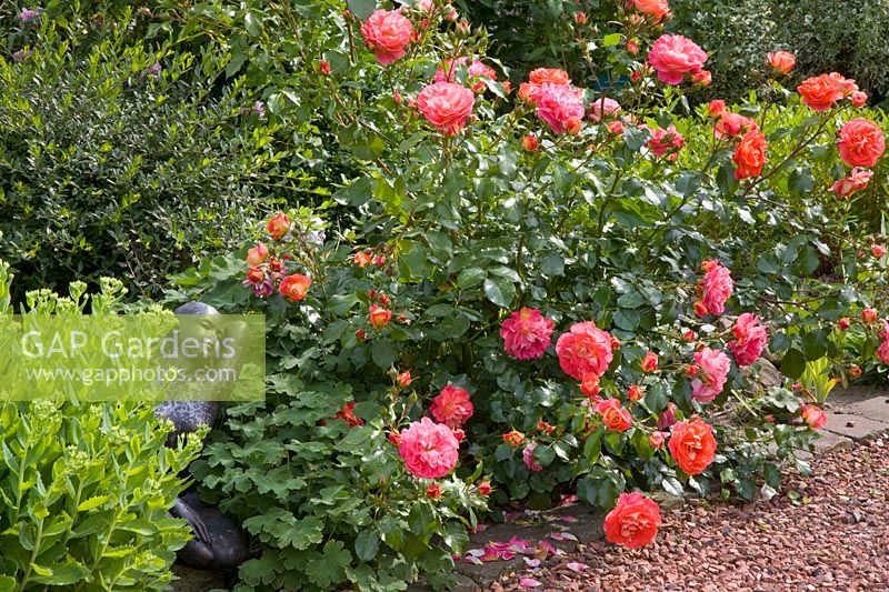 Roses and perennials 