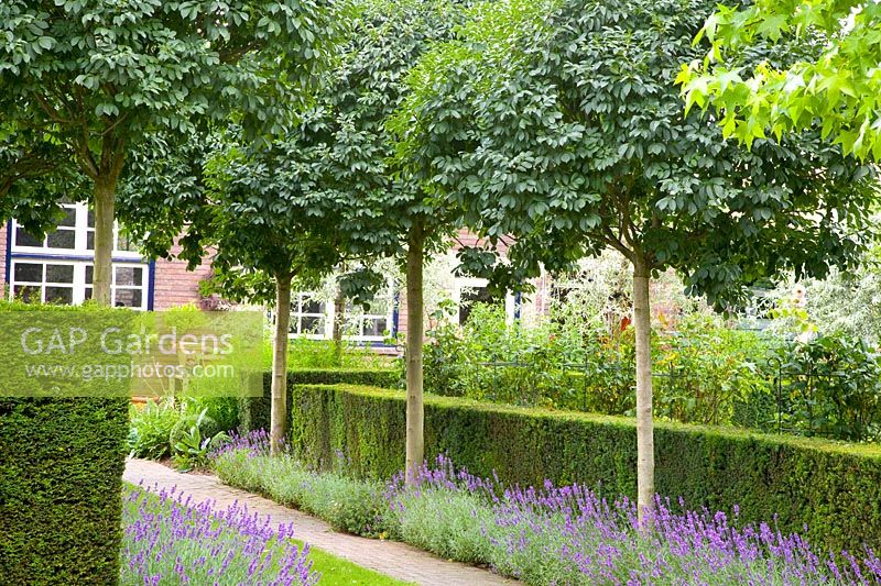 Row of trees with globe ash trees, Fraxinus excelsior Nana 