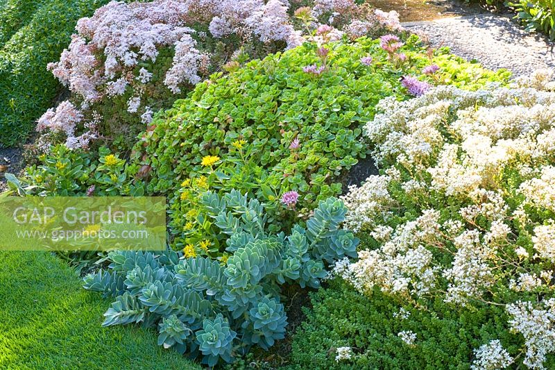 Rock garden with succulents 