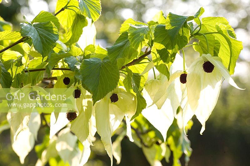 Portrait of flowering handkerchief tree 