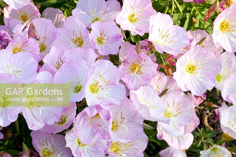 Portrait Evening Primrose, Oenothera Siskiyou Pink 