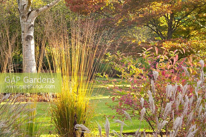 Moor grass in the autumn garden 
