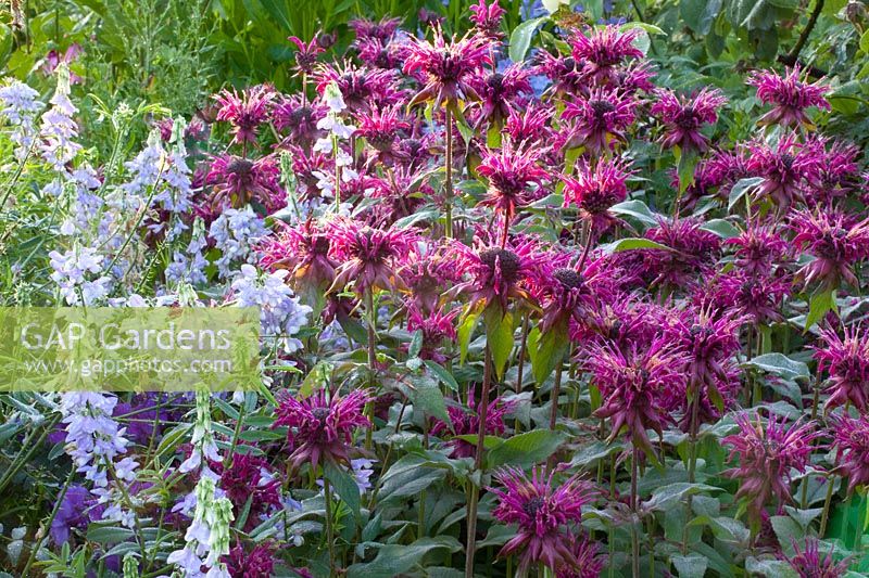 Indian nettle, thundercloud and galega 