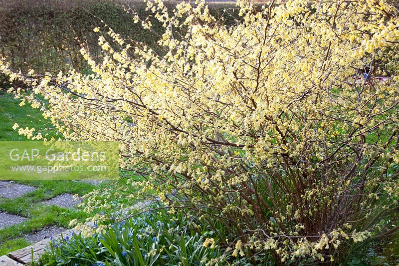 Portrait of False Hazel, Corylopsis pauciflora 