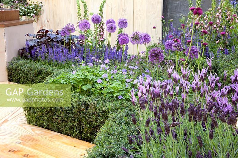 Bed with ornamental onion, sage and lavender, Allium, Salvia, Lavandula stoechas 