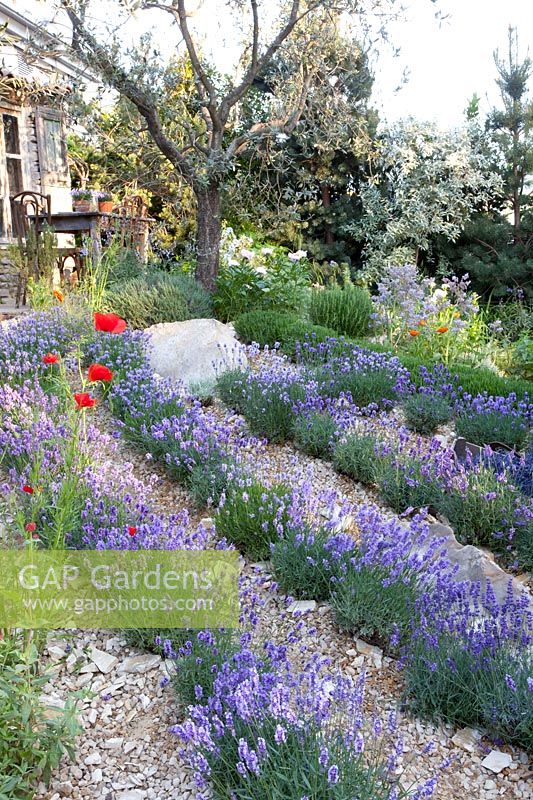 Garden with lavender 