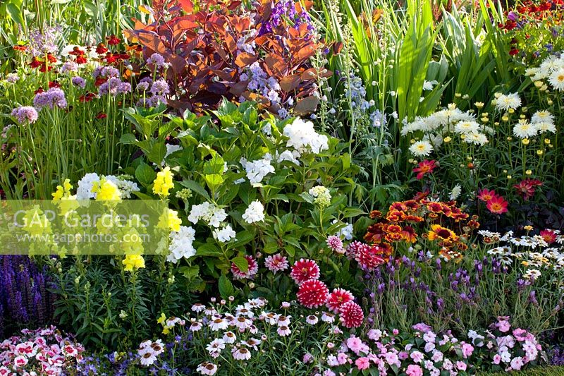 Bed with annuals, perennials and hydrangea 