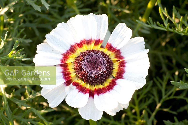 Portrait of Chrysanthemum carinatum Lovely Eyes 