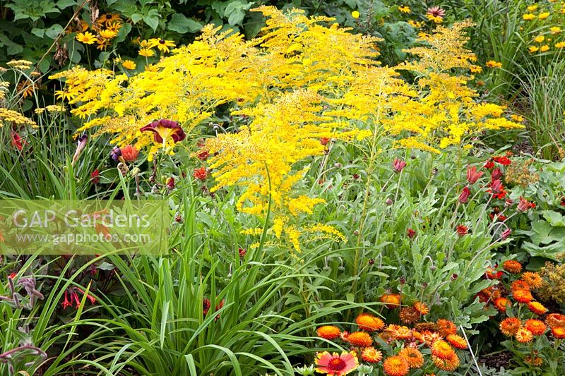 Bed with goldenrod, Solidago Goldenmosa 