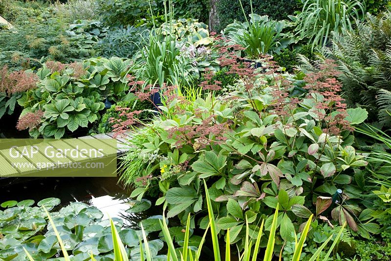 Shore plants, Rodgersia pinnata 