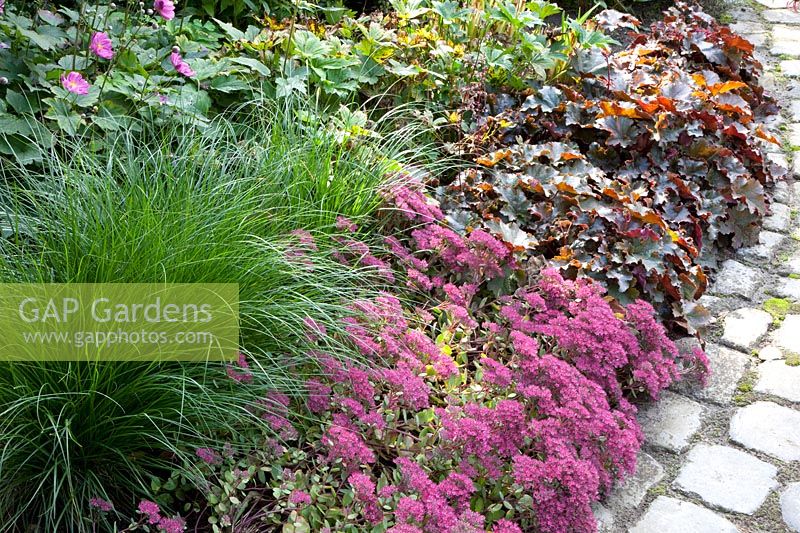 Fountain grass and perennials, Pennisetum, Heuchera Stormy Seas, Sedum cauticolum 