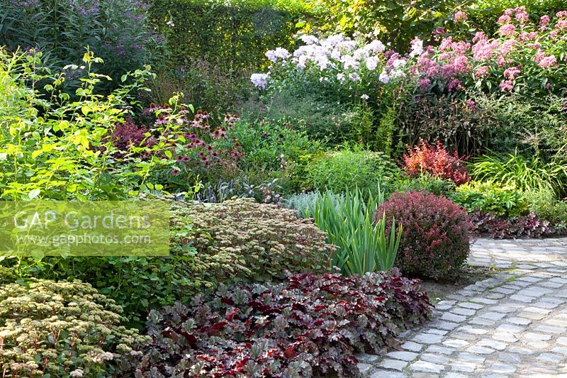 Perennials in the September garden, Heuchera Stormy Seas, Sedum Matrona, Phlox, Eupatorium 