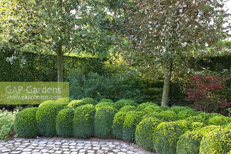 Trees underplanted with boxwood 