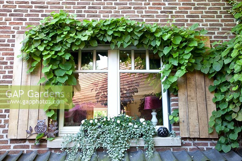 Window with pipe vine 