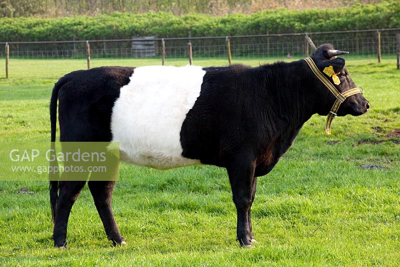 Old Dutch cattle breed, Lakenfelder cow 