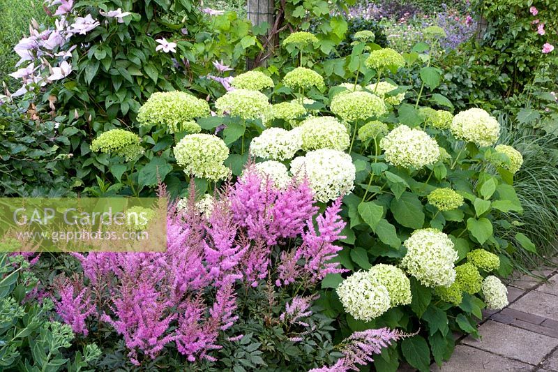 Hydrangea and Astilbe, Hydrangea Annabelle, Astilbe japonica Elisabeth van Veen 