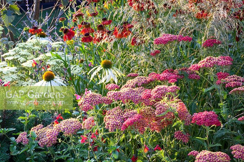 Bed with perennials 