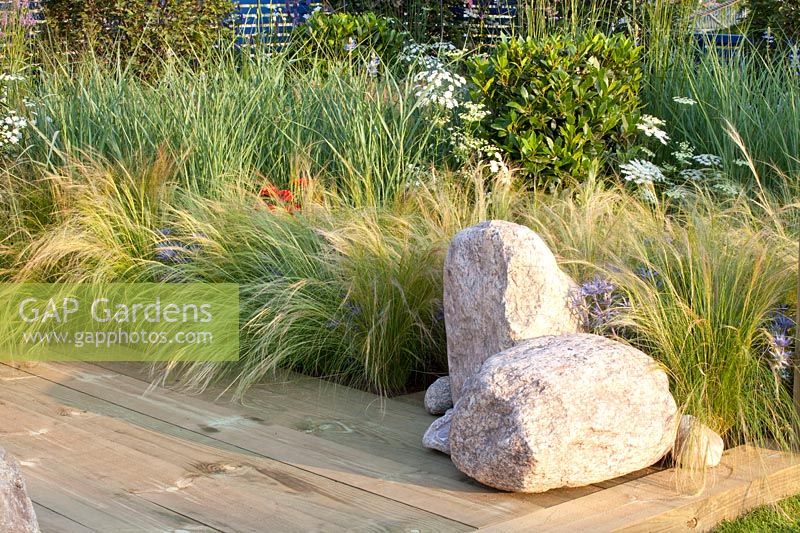 Stones and feather grass, Stipa tenuissima 