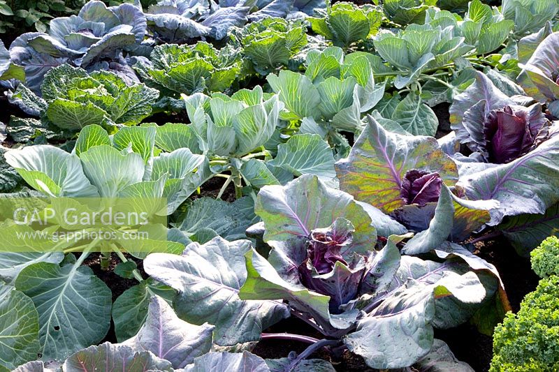 Bed with cabbage, savoy cabbage and red pointed cabbage, Brassica oleracea Brigadier, Brassica oleracea Serpentine, Brassica oleracea Kalibos 