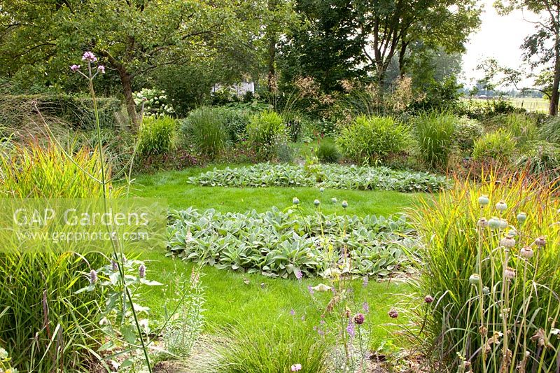 Grasses in the garden 