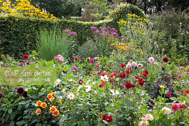 Dahlias and perennials 