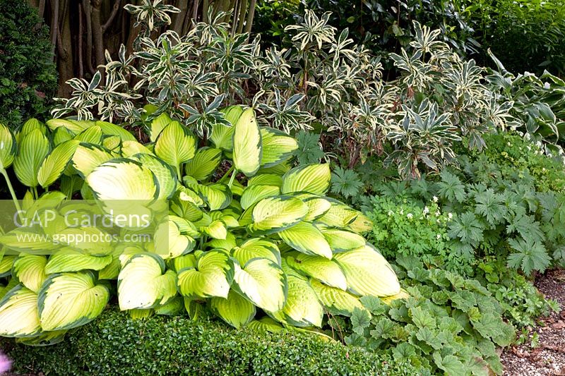 Rhododendron and Funkia, Hosta Gold Standard 