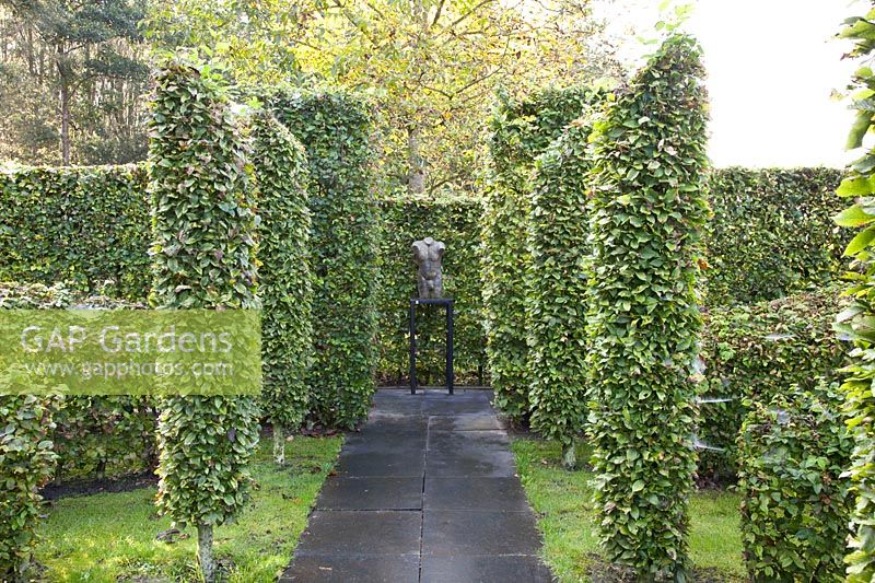 Hedge made of columns of hornbeam, Carpinus betulus 
