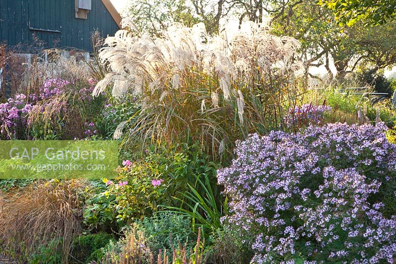 Grasses and perennials, Miscanthus sinensis Flamingo, Aster Coombe Fishacre 