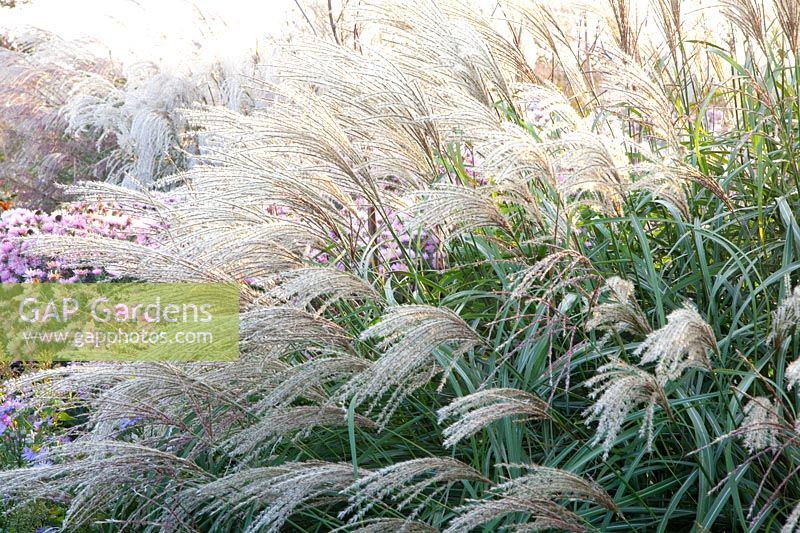 Portrait of Chinese silver grass, Miscanthus sinensis Spätgrün 