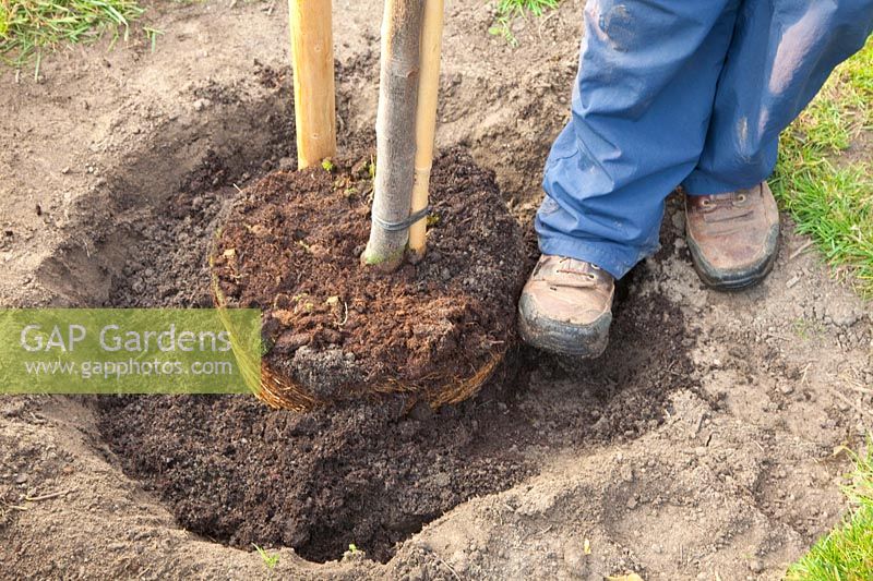 Step by Step, planting a fruit tree, filling up with potting soil and planting with the heel, Cydonia oblonga Vranja 
