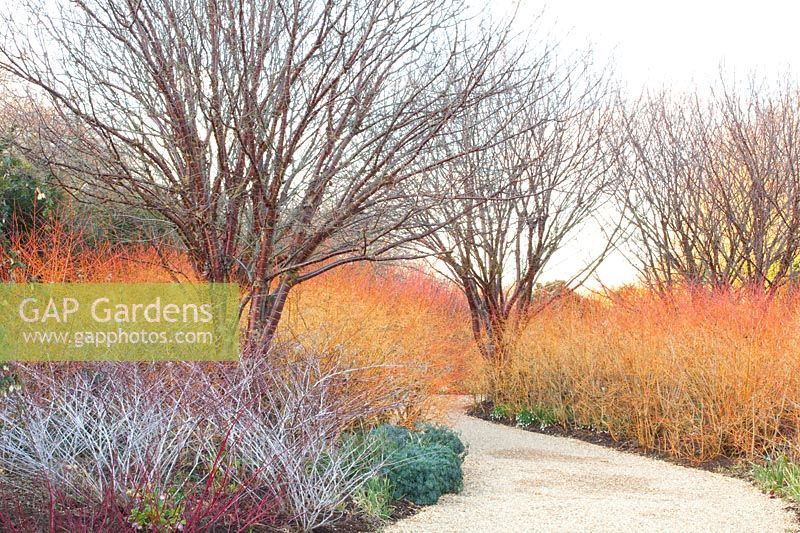 Garden in winter, Prunus serrula, Rubus thibetanus Silver Fern, Cornus sanguinea Winter Beauty 