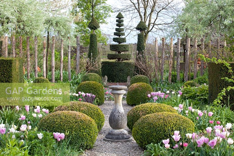 Formal garden with tulips, Tulipa Synaeda Amor, Tulipa Shirley, Tulipa Lilac Cup 