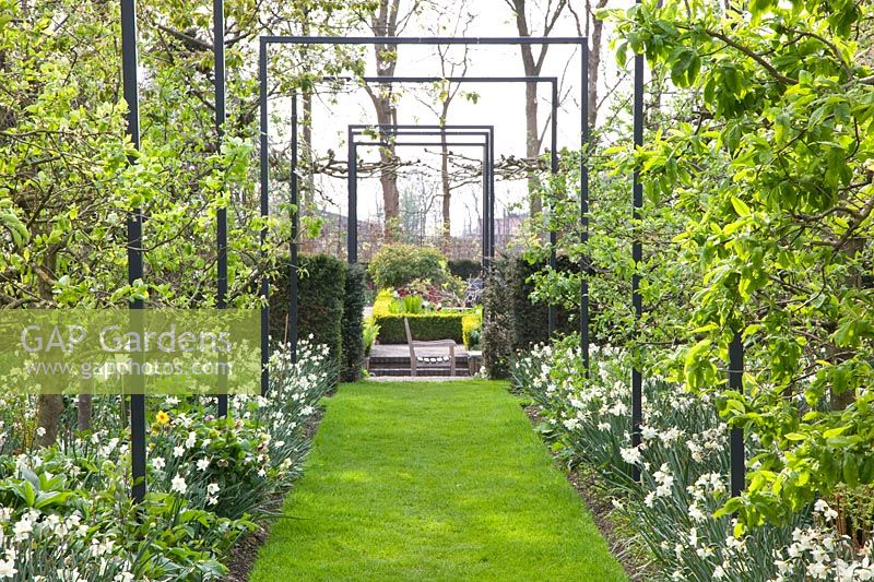 Arbor between daffodils and fruit trees 