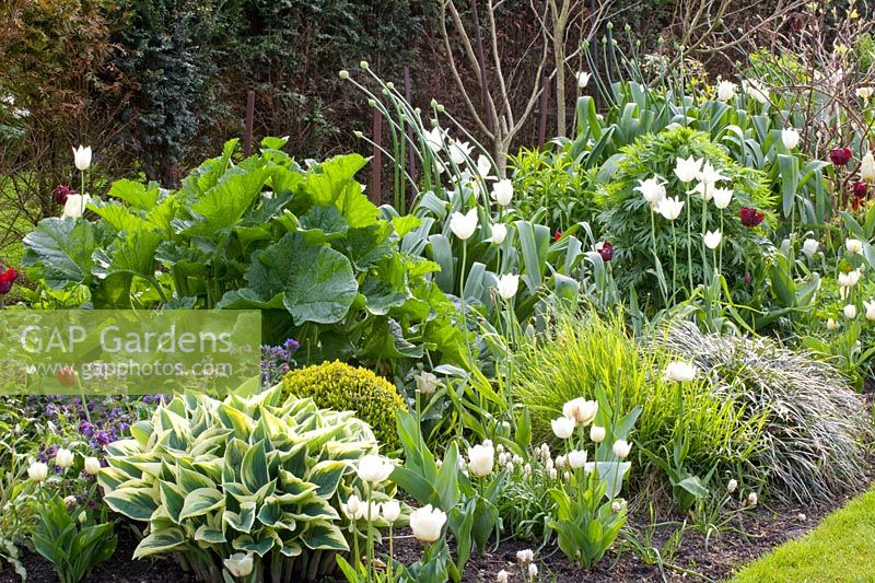 Bed with tulips and perennials, Tulipa White Triumphator, Buxus sempervirens, Pulmonaria, Crambe cordifolia, Hakonechloa macra 