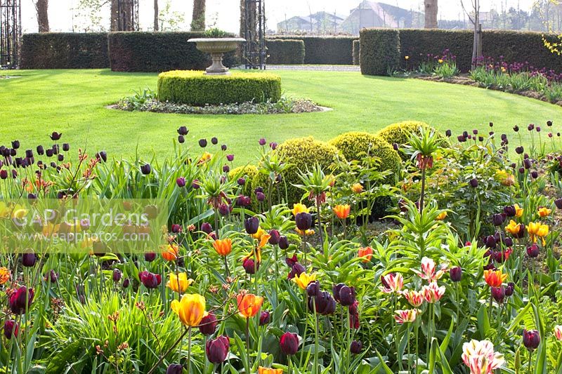 Front garden with bulb flowers, Tulipa Flaming Spring Green, Tulipa Queen of Night, Tulipa Ronaldo 