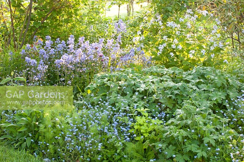 Bed with Spanish bluebell, Hyacinthoides hispanica 