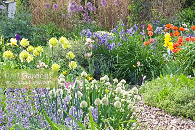 Bed with perennials, Iris barbata, Nepeta racemosa Walker's Low, Allium fistulosum, Papaver orientale, Iris sibirica 