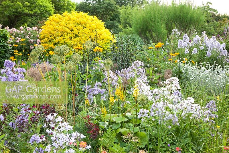 Golden-leaved elderberry and perennials, Sambucus nigra Aureus, Campanula lactiflora 