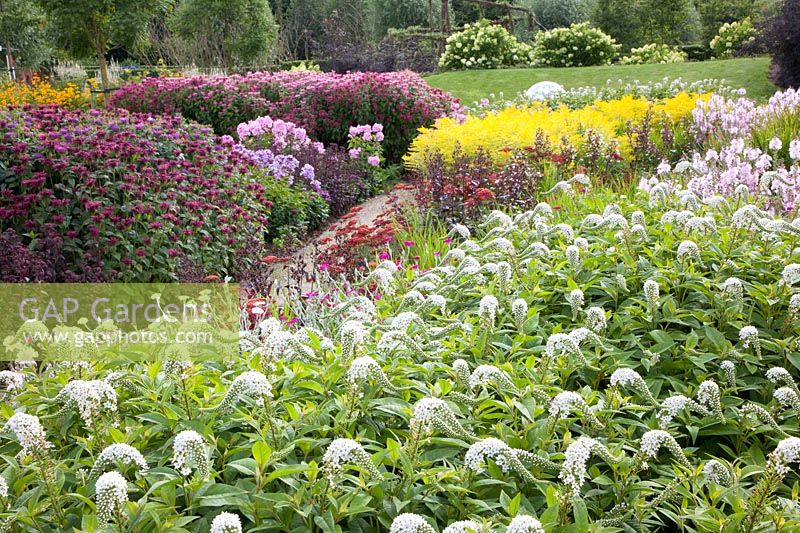 Bed with Monarda Mahogany, Phlox Elizabeth Arden, Phlox Lavender Cloud, Lysimachia clethroides, Achillea Red Velvet, Solidago Goldenmosa 