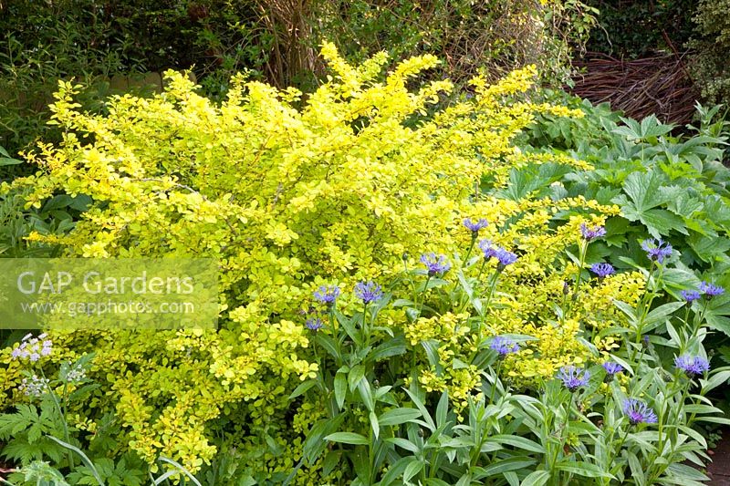 Yellow-leaved barberry, Berberis thunbergii Aurea 