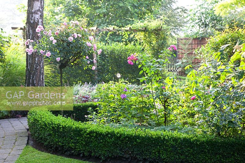 Bed with rose, Rosa Bonica 