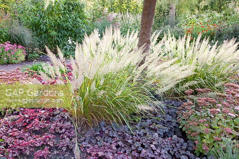 Bed with perennials in autumn, Achnatherum brachytricha, Calamagrostis brachytricha, Heuchera Stormy Seas 