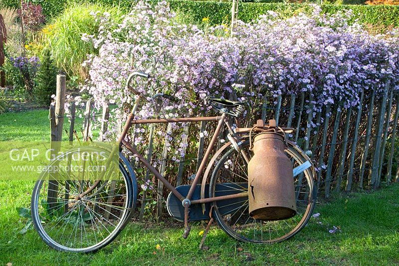 Smooth-leaf aster and old bicycle, Aster Vasterival 