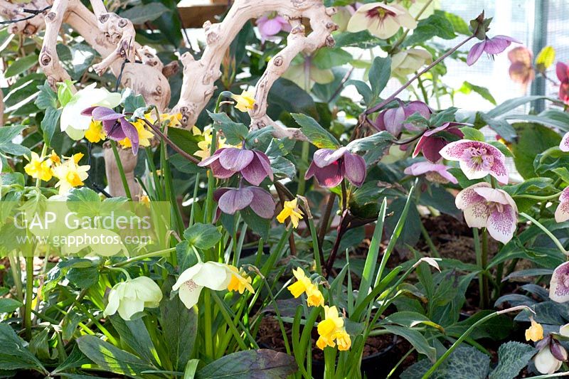 Lenten roses and daffodils, Helleborus orientalis, Narcissus, Ashwood Garden Hybrids 