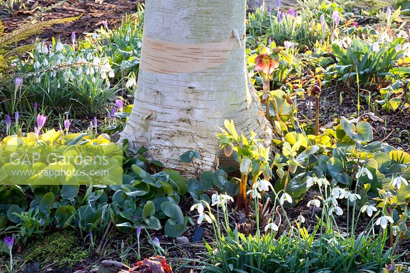 Woodland garden, Galanthus Lavinia, Crocus tommasinianus, Asarum europaeum, Betula utilis 