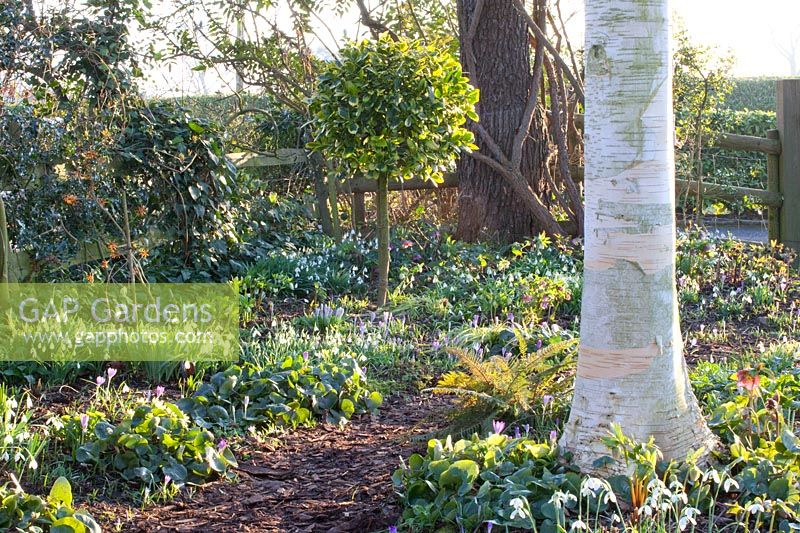 Woodland garden, Galanthus Lavinia, Crocus tommasinianus, Asarum europaeum, Betula utilis, Ilex 