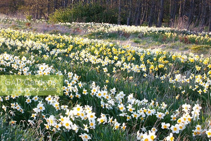 Daffodil field, Narcissus 
