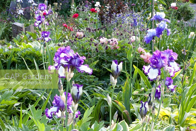 Irises in the bed, Iris barbata Loop de Loop 