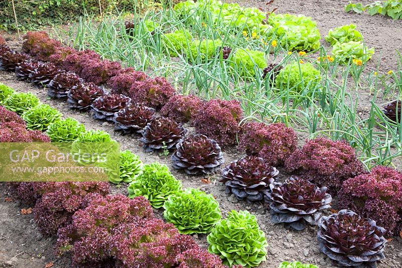 Vegetable garden, Allium cepa, Lactuca sativa, Lactuca sativa Lollo Rosso, Lactuca sativa Lollo Bionda 