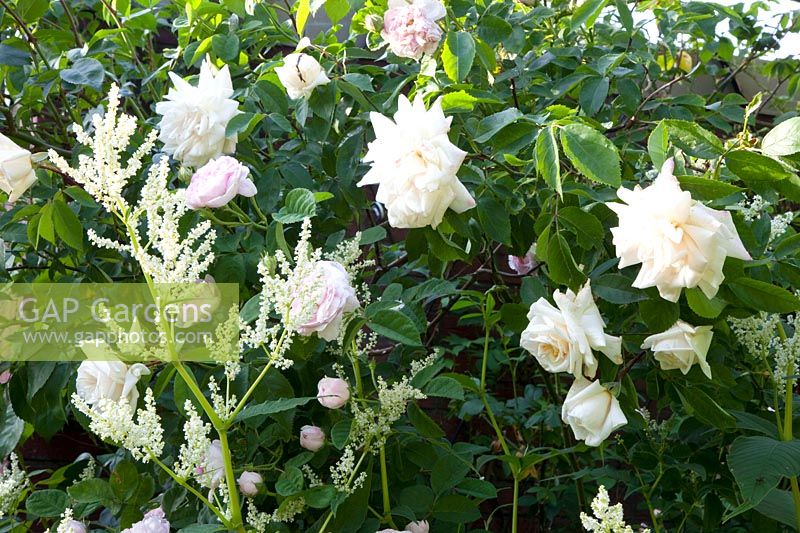 Roses and knotweed, Aconogonon speciosum Johanniswolke, Rosa Ilse Krohn Superior, Rosa gallica Belle Isis 